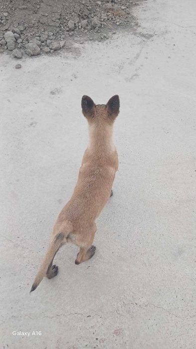 Zudlik bilan Belgiyalik ovcharka (Malinois) kuchukchasi sotiladi!