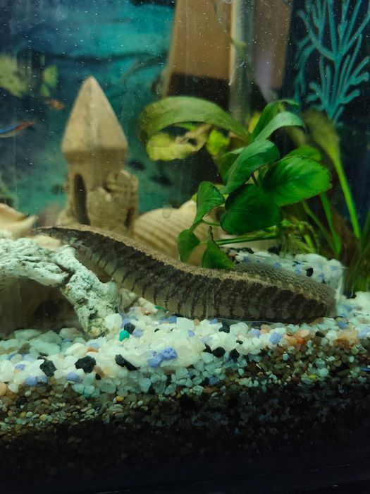 Продам рыбок 4 штуки