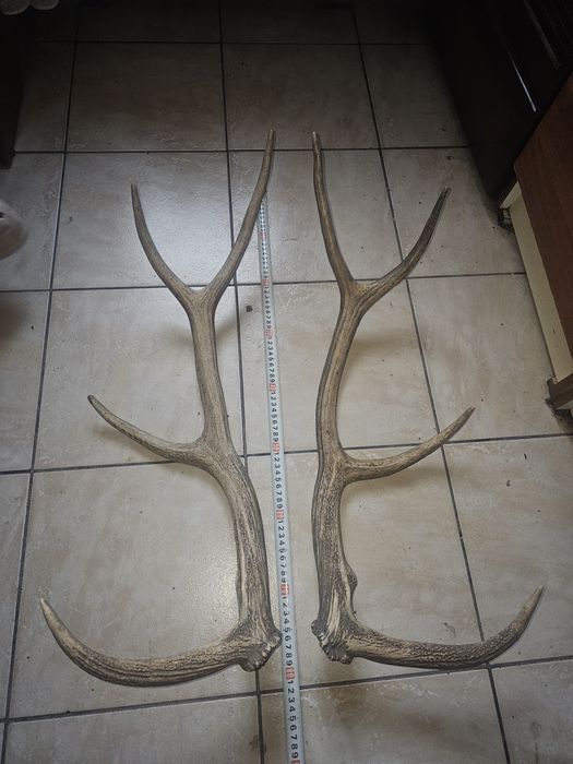 Vând 2 trofee o pereche coarne cerb lopătar și o pereche coarne cerb