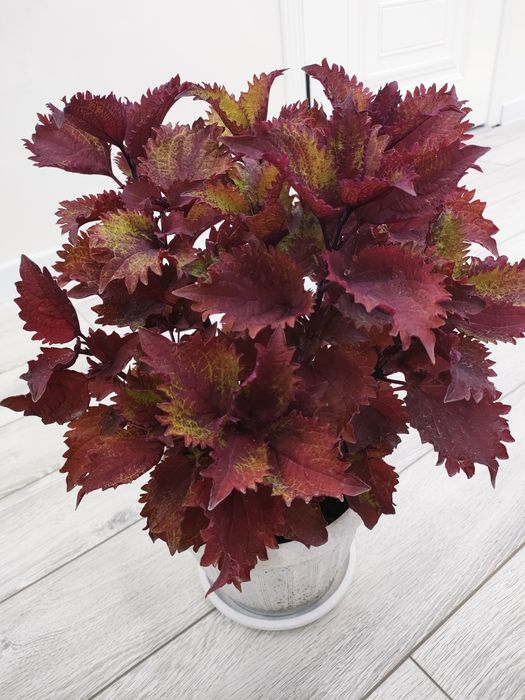 Комнатные цветы, доставка