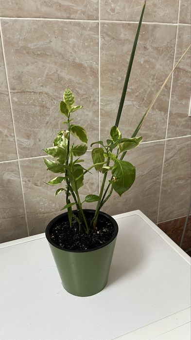 Домашные растения