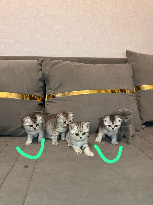 Шотланские шоколадки