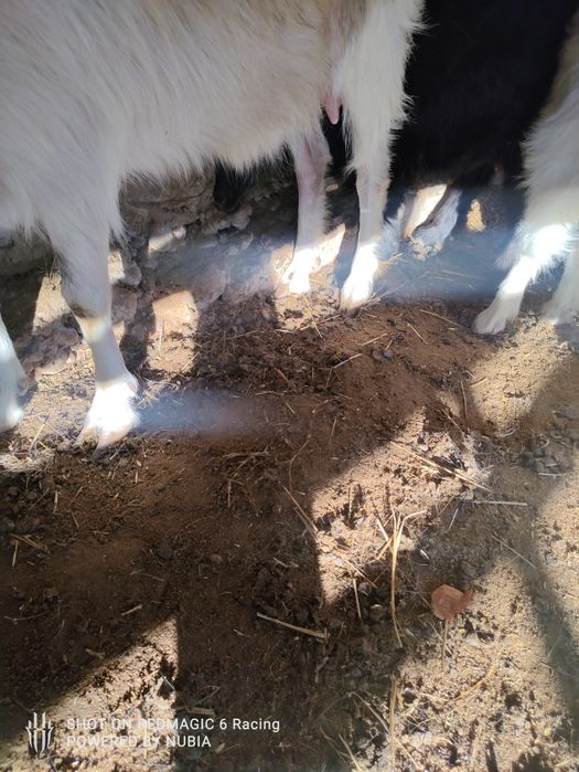 Ешкы сатылады каза