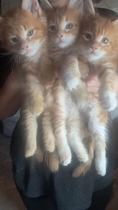 Продаются котята Мейн куна