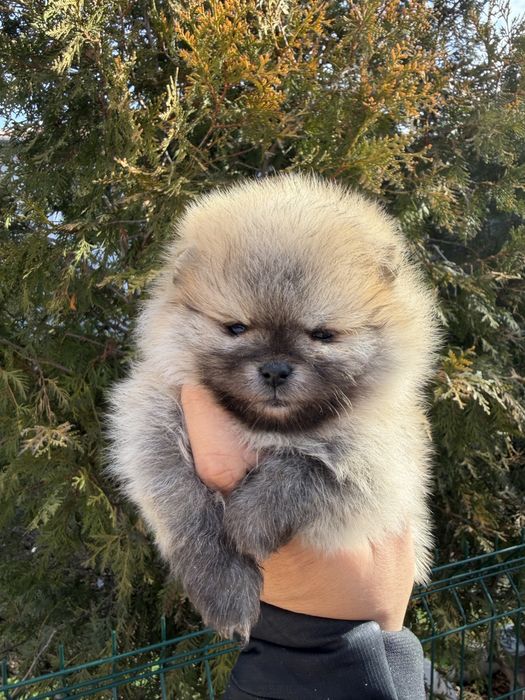 Женски Померан