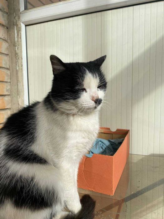 Кот в добрые руки!