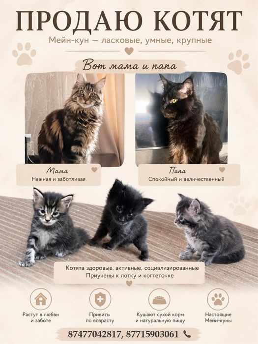 Продаю котят мейкун