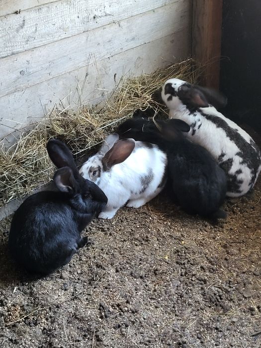 Iepuri fluture german