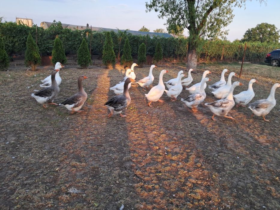 Gâște mature și tinere de țară