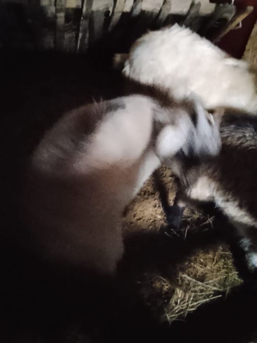 Продам козлов и козлят