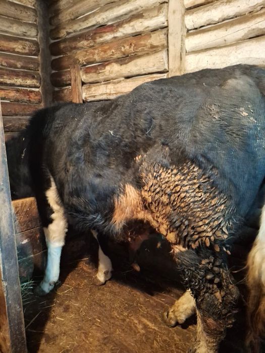 Быки с откорма. Продам