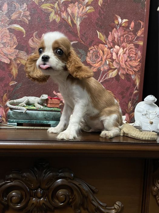 Кавалер кинг чарльз спаниель