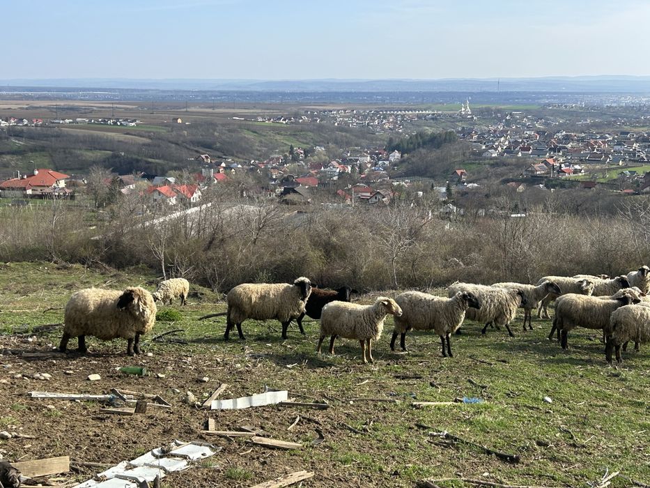 Oi de vânzare Metis