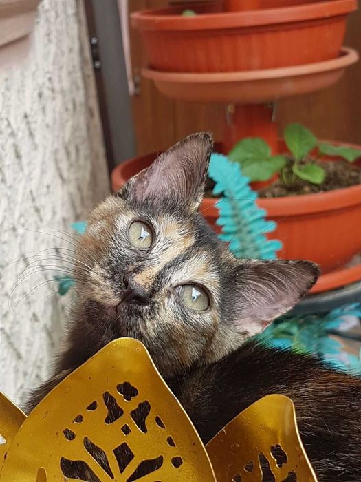 Ofer spre adoptie o pisicuta de 4 luni, dulce si iubitoare