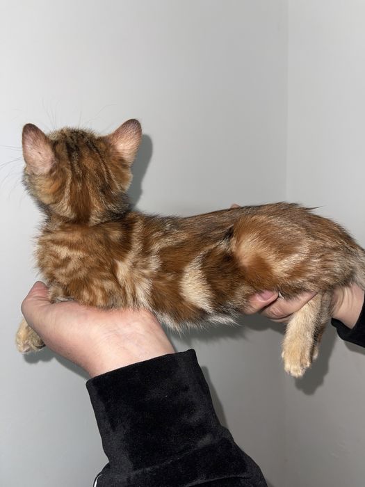 Бенгальский котёнок