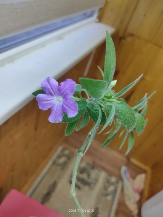 Руэллия это растение