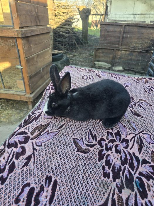 Rex dalmațian de vânzare