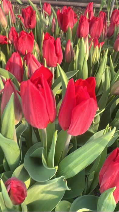 Тюльпаны оптом  доставка