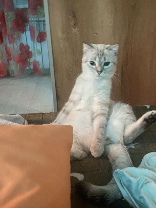 Отдам кошку взрослую