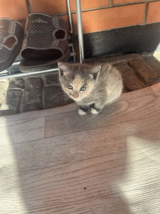 Отдам котят в добрые руки