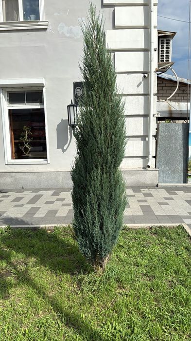 Можжевельник вертикальный