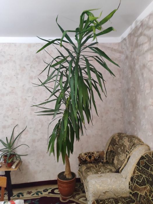 Пальма юкка в офис