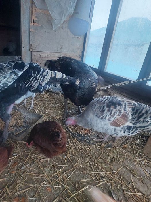 Туйе тауыктар сатылады