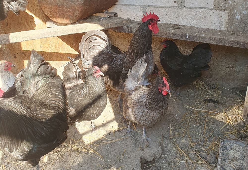 Pui australorp , motate olandeze