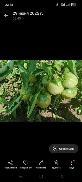 Продаю семена помидор,