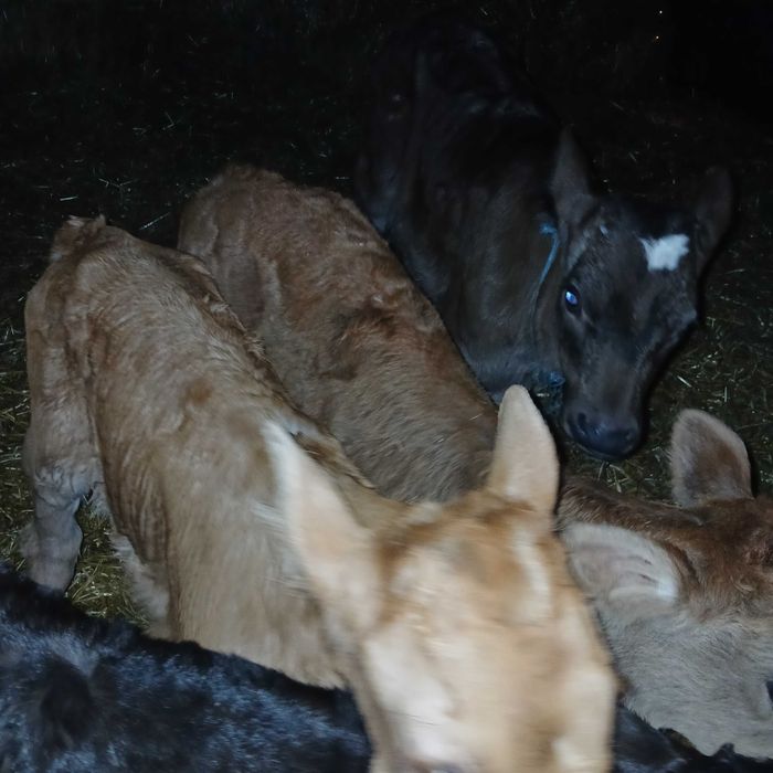 Телета мъжки и женски