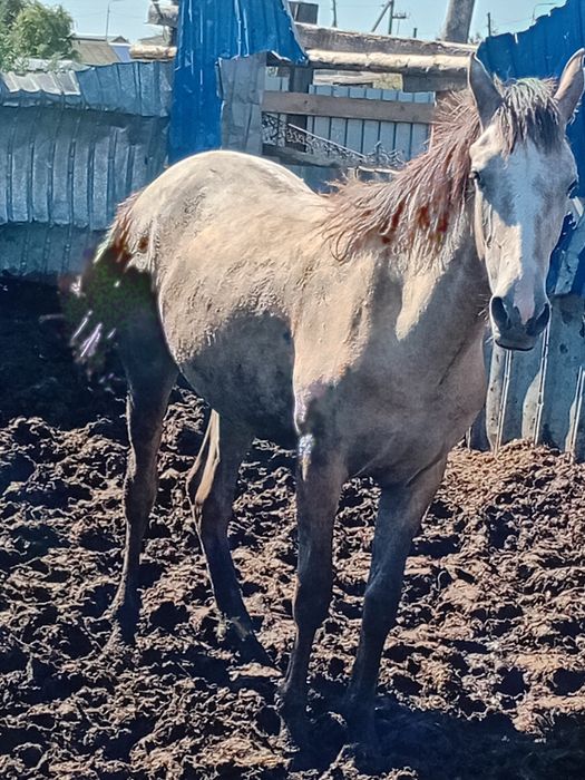 Продам тай кобылка с откорма
