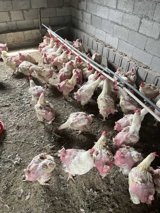 Продам кур бройлеров