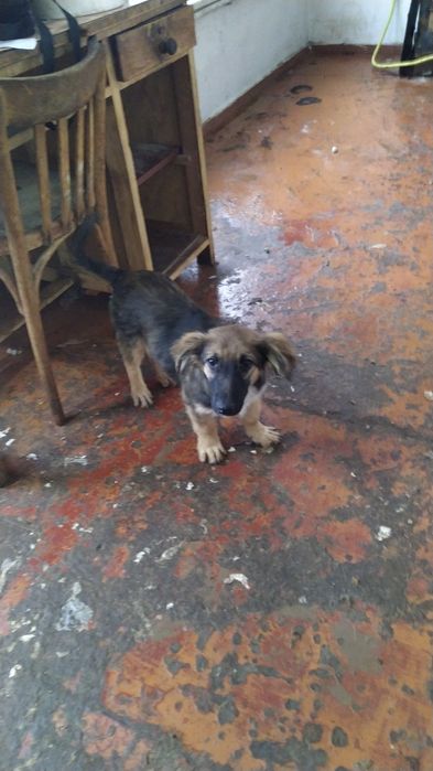 собаки в хорошие руки