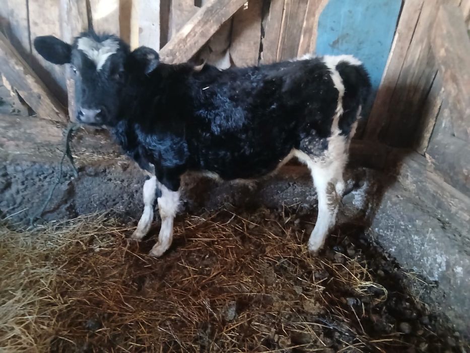 Vand  taurad de 4 luni