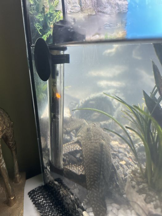 Pesti acvariu sanitari Hypostomus plecostomus