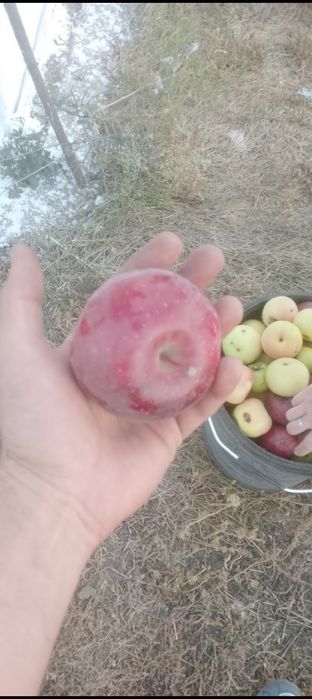 Продам дачу общество восток