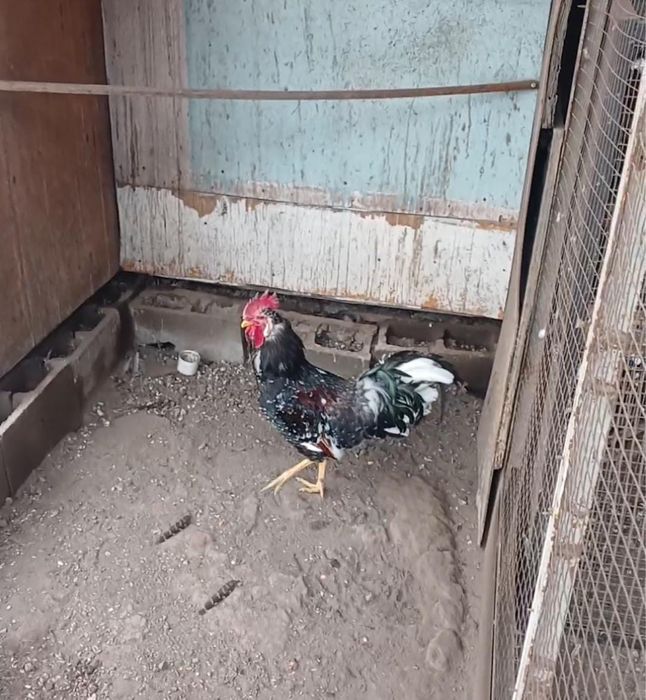 Продам петуха года 2025