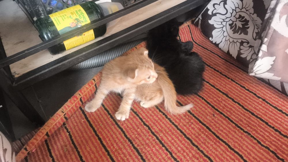 Отдам котят 2 мальчика 2 девочки