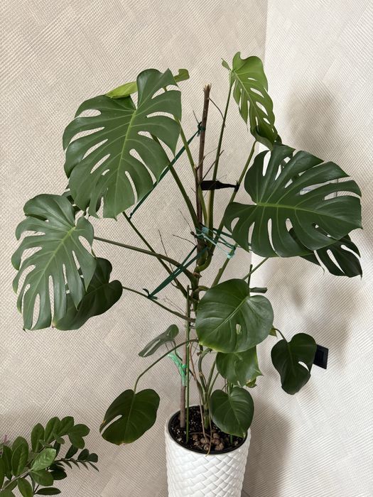 Продам цветок Монстера