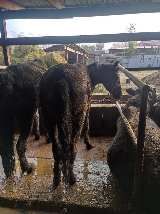 Токты Кой Сёк Кошкар