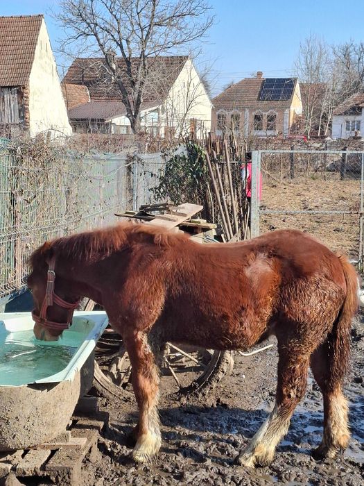 De vanzare manz si manza