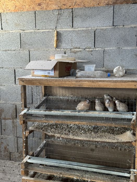 Клетки перепелов