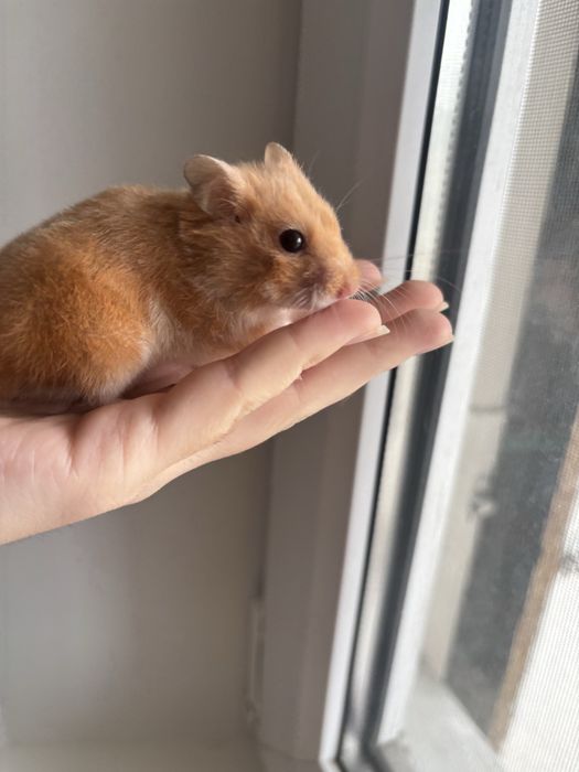 Ручной хомяк с клеткой