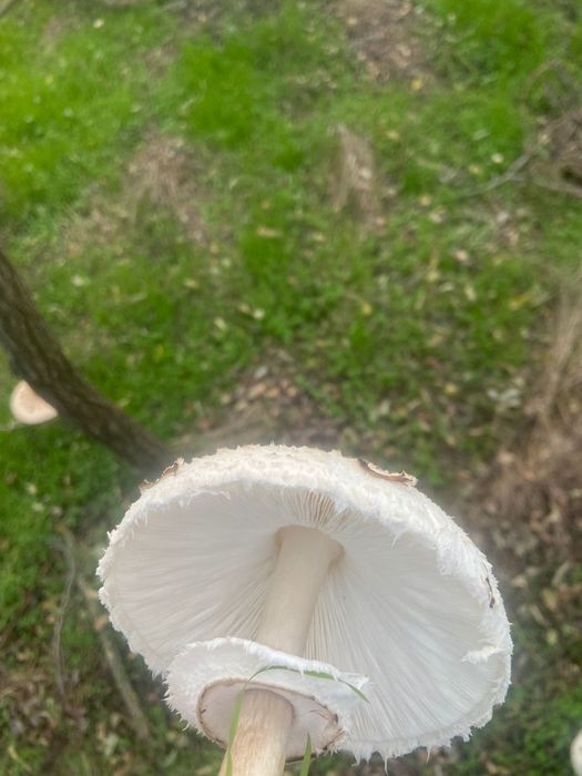 Vind ciuperci comestibile (piciorul căprioarei)