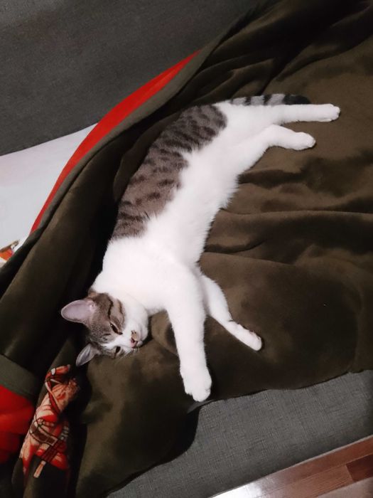 Кот кастрированный