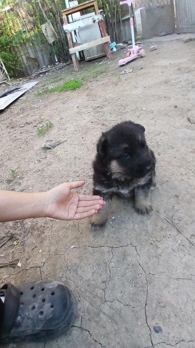 Ценок немецкая овчарка 1 месяц готов на продажу 150$