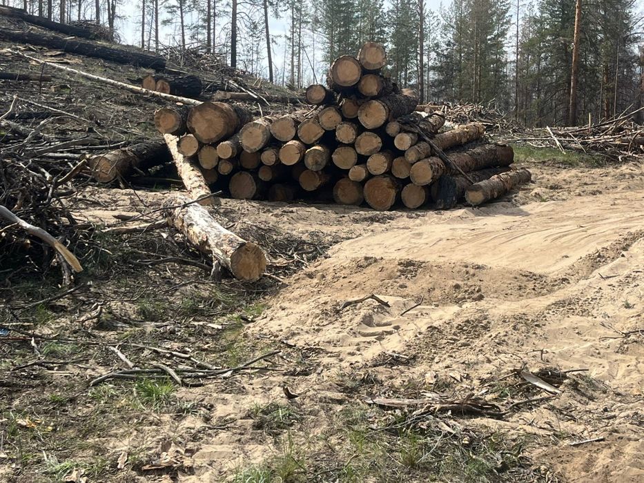 В продаже лес отборный деловой