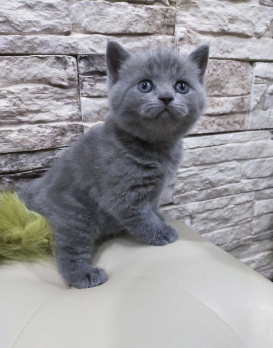 Британские котята