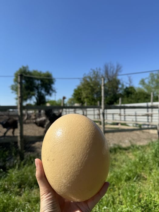 Vand coji ou de strut