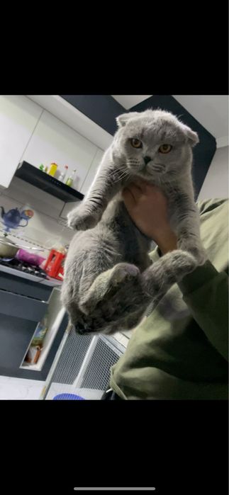 Maks Polvon Sotiladi